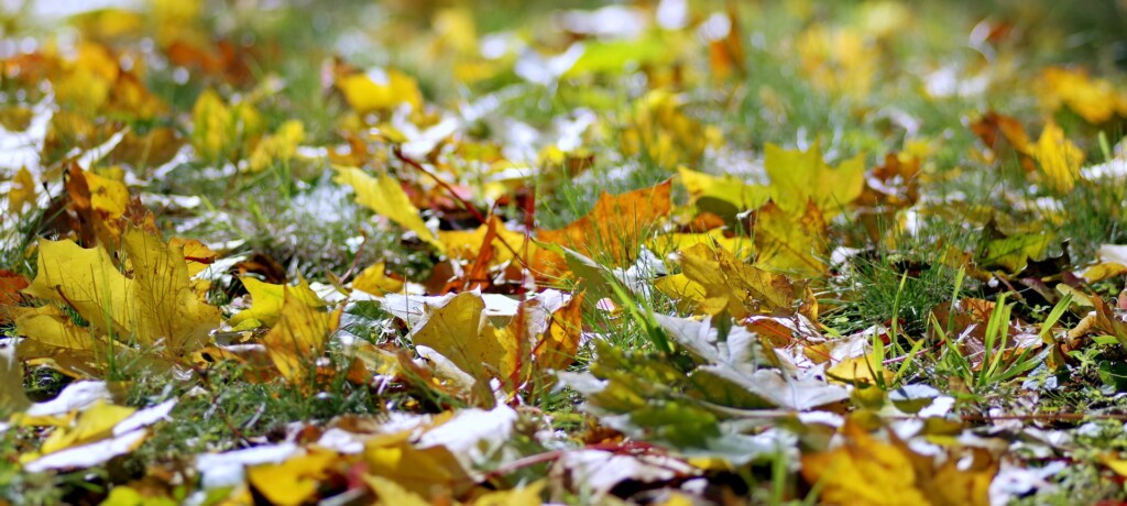 Gros Plan D'un Volontaire Masculin Recueille Et Attrape Un Petit Tas De  Feuilles Tombées Rouges Jaunes Dans Le Parc D'automne. Nettoyer La Pelouse  Des Vieilles Feuilles. Concept De Jardinage Et Travaux Communaux